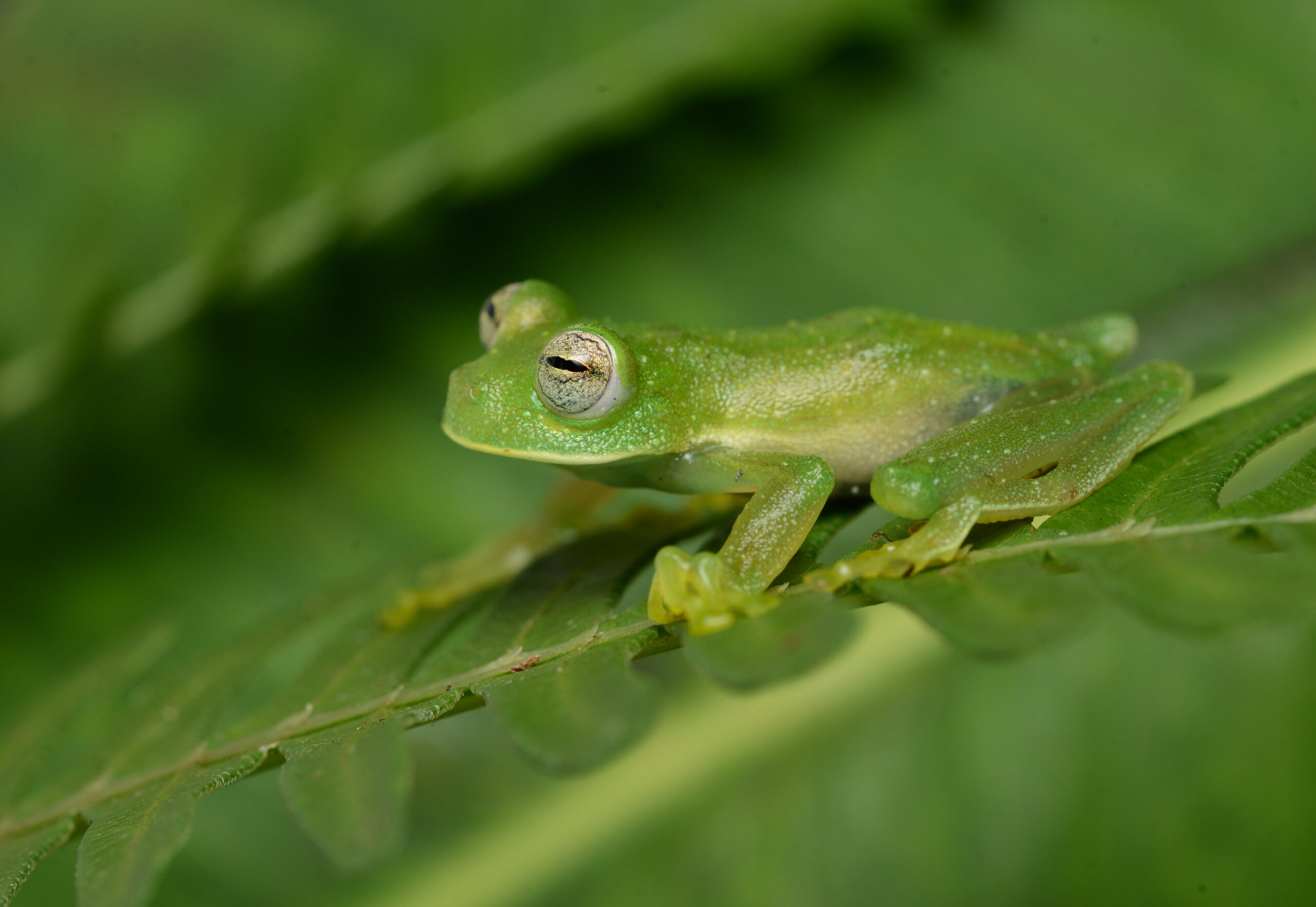 BIODIVERSIDAD